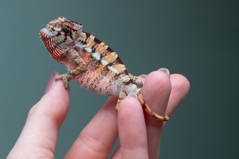 Ambilobe From "Rehitra-anaty" (AKA All-In) x "Karana Fahavaratra" (AKA Indian Summer) - Hatched July 2026 - Male #2