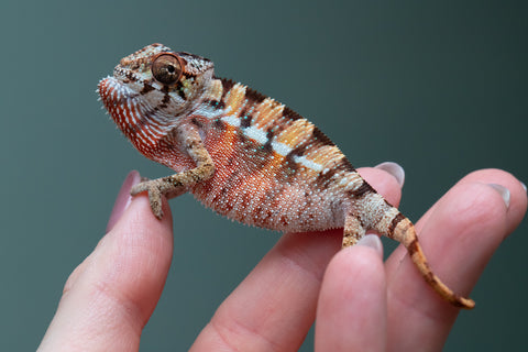 Ambilobe From "Rehitra-anaty" (AKA All-In) x "Karana Fahavaratra" (AKA Indian Summer) - Hatched July 2026 - Male #2