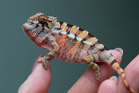 Ambilobe From "Rehitra-anaty" (AKA All-In) x "Karana Fahavaratra" (AKA Indian Summer) - Hatched July 2026 - Male #2