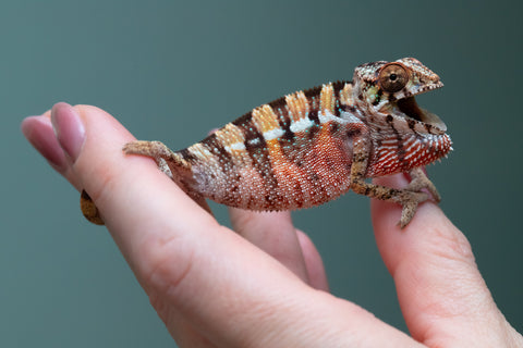 Ambilobe From "Rehitra-anaty" (AKA All-In) x "Karana Fahavaratra" (AKA Indian Summer) - Hatched July 2026 - Male #2