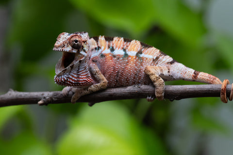 Ambilobe From "Rehitra-anaty" (AKA All-In) x "Karana Fahavaratra" (AKA Indian Summer) - Hatched July 2026 - Male #2
