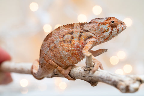 Holdbacks/Individuals: Ambilobe Offspring From "Roborobo-ony" (AKA Flaming River) x "Mandiso-ranoray" (Miss Universe) - Hatched Dec 2025 - Jan 2026 - Female #1