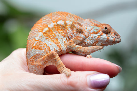 Holdbacks/Individuals: Ambilobe Offspring From "Roborobo-ony" (AKA Flaming River) x "Mandiso-ranoray" (Miss Universe) - Hatched Dec 2025 - Jan 2026 - Female #3