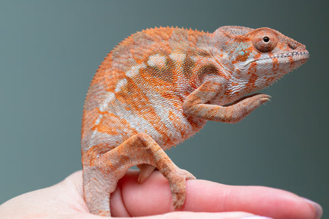 Holdbacks/Individuals: Ambilobe Offspring From "Roborobo-ony" (AKA Flaming River) x "Mandiso-ranoray" (Miss Universe) - Hatched Dec 2025 - Jan 2026 - Female #3