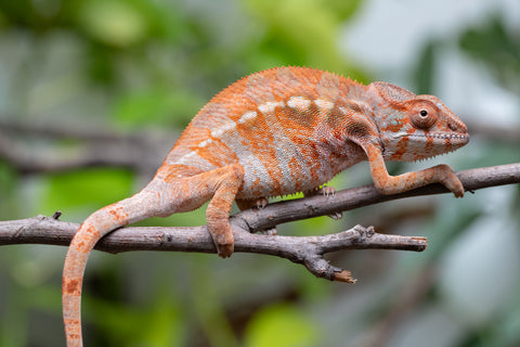 Holdbacks/Individuals: Ambilobe Offspring From "Roborobo-ony" (AKA Flaming River) x "Mandiso-ranoray" (Miss Universe) - Hatched Dec 2025 - Jan 2026 - Female #3