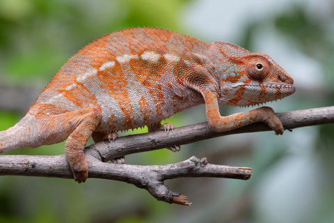 Holdbacks/Individuals: Ambilobe Offspring From "Roborobo-ony" (AKA Flaming River) x "Mandiso-ranoray" (Miss Universe) - Hatched Dec 2025 - Jan 2026 - Female #3