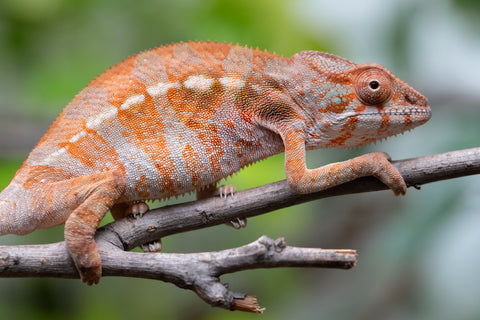 Holdbacks/Individuals: Ambilobe Offspring From "Roborobo-ony" (AKA Flaming River) x "Mandiso-ranoray" (Miss Universe) - Hatched Dec 2025 - Jan 2026 - Female #3