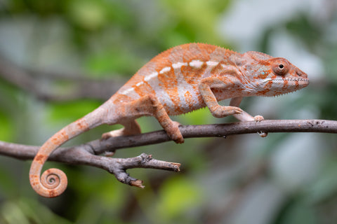 Holdbacks/Individuals: Ambilobe Offspring From "Roborobo-ony" (AKA Flaming River) x "Mandiso-ranoray" (Miss Universe) - Hatched Dec 2025 - Jan 2026 - Female #3
