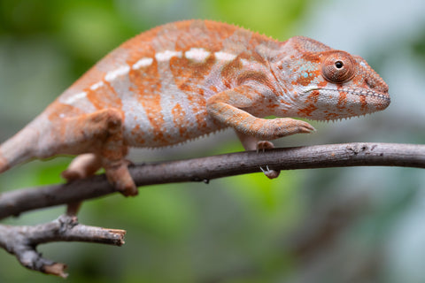 Holdbacks/Individuals: Ambilobe Offspring From "Roborobo-ony" (AKA Flaming River) x "Mandiso-ranoray" (Miss Universe) - Hatched Dec 2025 - Jan 2026 - Female #3