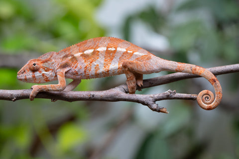 Holdbacks/Individuals: Ambilobe Offspring From "Roborobo-ony" (AKA Flaming River) x "Mandiso-ranoray" (Miss Universe) - Hatched Dec 2025 - Jan 2026 - Female #3
