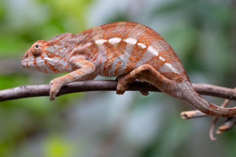 Holdbacks/Individuals: Ambilobe Offspring From "Roborobo-ony" (AKA Flaming River) x "Mandiso-ranoray" (Miss Universe) - Hatched Dec 2025 - Jan 2026 - Female #3
