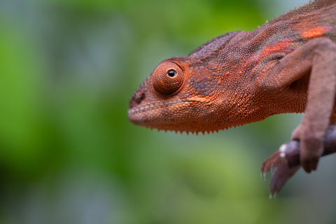 Ambilobe From "Roborobo-ony" (AKA Flaming River) x "Mandiso-ranoray" (Miss Universe) - Hatched Dec 2025 - Jan 2026 - Female #3