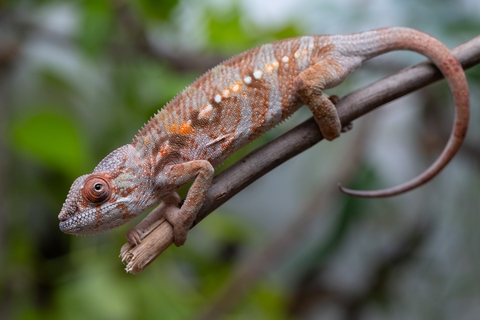 Holdbacks/Individuals: Ambilobe Offspring From "Roborobo-ony" (AKA Flaming River) x "Mandiso-ranoray" (Miss Universe) - Hatched Dec 2025 - Jan 2026 - Female #4