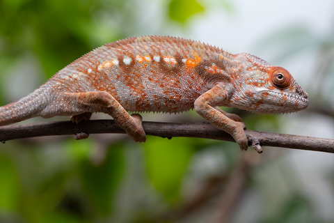 Holdbacks/Individuals: Ambilobe Offspring From "Roborobo-ony" (AKA Flaming River) x "Mandiso-ranoray" (Miss Universe) - Hatched Dec 2025 - Jan 2026 - Female #4
