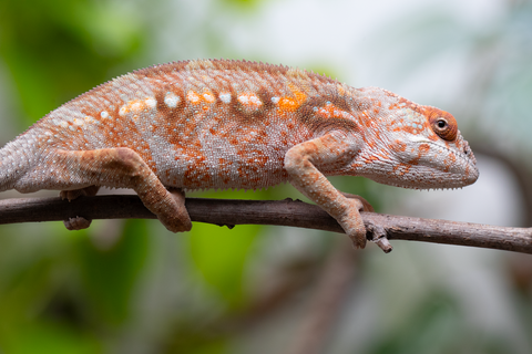 Holdbacks/Individuals: Ambilobe Offspring From "Roborobo-ony" (AKA Flaming River) x "Mandiso-ranoray" (Miss Universe) - Hatched Dec 2025 - Jan 2026 - Female #4