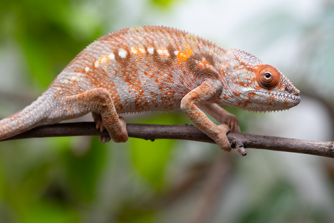 Holdbacks/Individuals: Ambilobe Offspring From "Roborobo-ony" (AKA Flaming River) x "Mandiso-ranoray" (Miss Universe) - Hatched Dec 2025 - Jan 2026 - Female #4