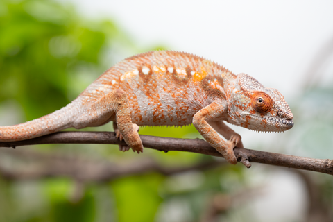 Holdbacks/Individuals: Ambilobe Offspring From "Roborobo-ony" (AKA Flaming River) x "Mandiso-ranoray" (Miss Universe) - Hatched Dec 2025 - Jan 2026 - Female #4