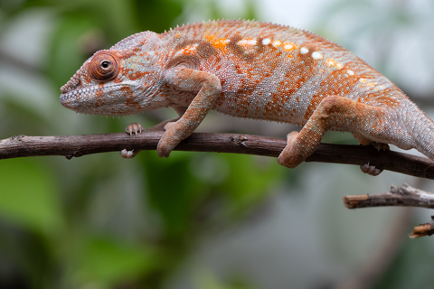 Holdbacks/Individuals: Ambilobe Offspring From "Roborobo-ony" (AKA Flaming River) x "Mandiso-ranoray" (Miss Universe) - Hatched Dec 2025 - Jan 2026 - Female #4