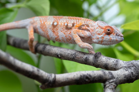 Holdbacks/Individuals: Ambilobe Offspring From "Roborobo-ony" (AKA Flaming River) x "Mandiso-ranoray" (Miss Universe) - Hatched Dec 2025 - Jan 2026 - Female #4