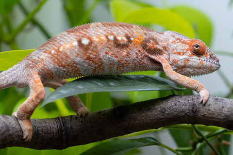 Holdbacks/Individuals: Ambilobe Offspring From "Roborobo-ony" (AKA Flaming River) x "Mandiso-ranoray" (Miss Universe) - Hatched Dec 2025 - Jan 2026 - Female #4