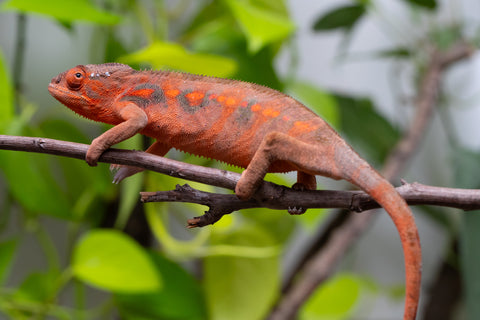 Ambilobe From "Roborobo-ony" (AKA Flaming River) x "Mandiso-ranoray" (Miss Universe) - Hatched Dec 2025 - Jan 2026 - Female #4
