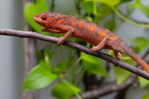 Ambilobe From "Roborobo-ony" (AKA Flaming River) x "Mandiso-ranoray" (Miss Universe) - Hatched Dec 2025 - Jan 2026 - Female #4