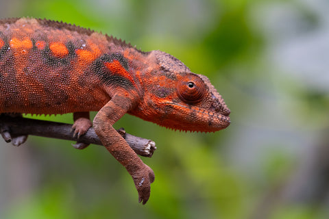 Ambilobe From "Roborobo-ony" (AKA Flaming River) x "Mandiso-ranoray" (Miss Universe) - Hatched Dec 2025 - Jan 2026 - Female #4