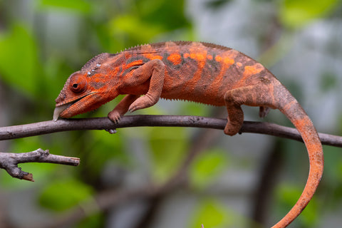 Ambilobe From "Roborobo-ony" (AKA Flaming River) x "Mandiso-ranoray" (Miss Universe) - Hatched Dec 2025 - Jan 2026 - Female #4