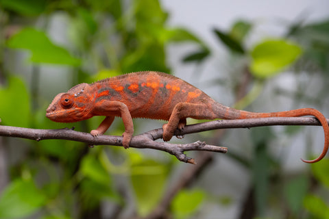 Ambilobe From "Roborobo-ony" (AKA Flaming River) x "Mandiso-ranoray" (Miss Universe) - Hatched Dec 2025 - Jan 2026 - Female #4