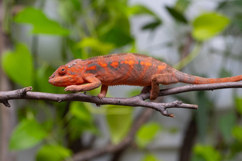 Ambilobe From "Roborobo-ony" (AKA Flaming River) x "Mandiso-ranoray" (Miss Universe) - Hatched Dec 2025 - Jan 2026 - Female #4