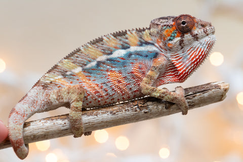 Holdbacks/Individuals: Ambilobe Offspring From "Roborobo-ony" (AKA Flaming River) x "Mandiso-ranoray" (Miss Universe) - Hatched Dec 2025 - Jan 2026 - Male #1