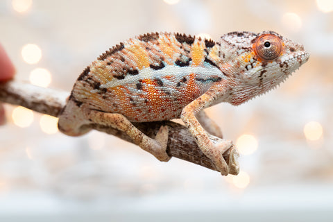 Holdbacks/Individuals: Ambilobe Offspring From "Roborobo-ony" (AKA Flaming River) x "Mandiso-ranoray" (Miss Universe) - Hatched Dec 2025 - Jan 2026 - Male #2