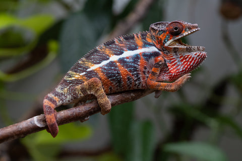 Holdbacks/Individuals: Pick Of Litter Ambilobe Offspring From "Roborobo-ony" (AKA Flaming River) x "Mandiso-ranoray" (Miss Universe) - Hatched Dec 2025 - Jan 2026 - Male #2