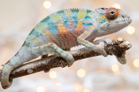 Holdbacks/Individuals: Ambilobe Offspring From "Roborobo-ony" (AKA Flaming River) x "Mandiso-ranoray" (Miss Universe) - Hatched Dec 2025 - Jan 2026 - Male #3