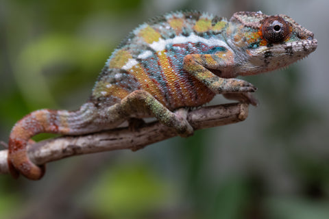 Holdbacks/Individuals: Ambilobe Offspring From "Roborobo-ony" (AKA Flaming River) x "Mandiso-ranoray" (Miss Universe) - Hatched Dec 2025 - Jan 2026 - Male #4