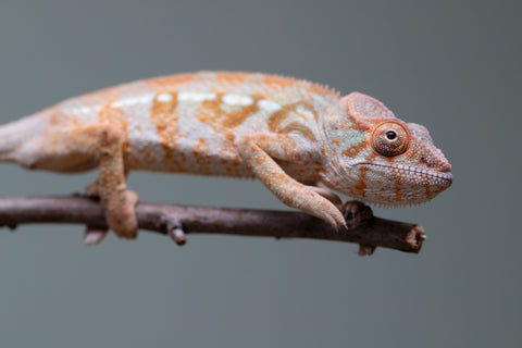 Holdbacks/Individuals: Ambilobe offspring from "Roborobo-ony" (AKA Flaming River) x "Mandiso-ranoray" (Miss Universe) - Hatched: July 2025 - Female #2