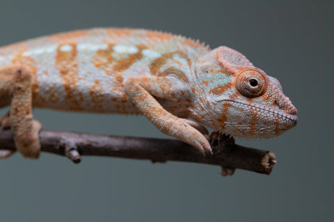 Holdbacks/Individuals: Ambilobe offspring from "Roborobo-ony" (AKA Flaming River) x "Mandiso-ranoray" (Miss Universe) - Hatched: July 2025 - Female #2