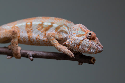 Holdbacks/Individuals: Ambilobe offspring from "Roborobo-ony" (AKA Flaming River) x "Mandiso-ranoray" (Miss Universe) - Hatched: July 2025 - Female #2