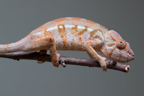 Holdbacks/Individuals: Ambilobe offspring from "Roborobo-ony" (AKA Flaming River) x "Mandiso-ranoray" (Miss Universe) - Hatched: July 2025 - Female #2