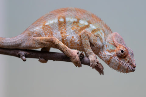 Holdbacks/Individuals: Ambilobe offspring from "Roborobo-ony" (AKA Flaming River) x "Mandiso-ranoray" (Miss Universe) - Hatched: July 2025 - Female #2