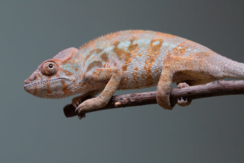 Holdbacks/Individuals: Ambilobe offspring from "Roborobo-ony" (AKA Flaming River) x "Mandiso-ranoray" (Miss Universe) - Hatched: July 2025 - Female #2