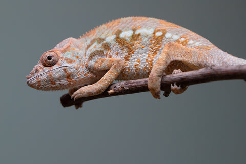 Holdbacks/Individuals: Ambilobe offspring from "Roborobo-ony" (AKA Flaming River) x "Mandiso-ranoray" (Miss Universe) - Hatched: July 2025 - Female #2