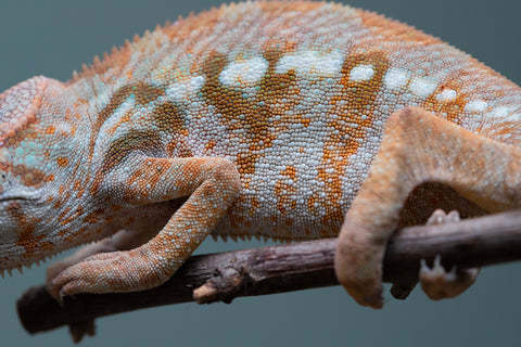 Holdbacks/Individuals: Ambilobe offspring from "Roborobo-ony" (AKA Flaming River) x "Mandiso-ranoray" (Miss Universe) - Hatched: July 2025 - Female #2