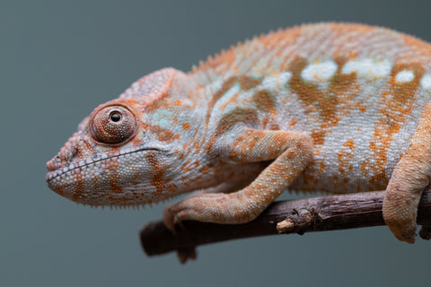 Holdbacks/Individuals: Ambilobe offspring from "Roborobo-ony" (AKA Flaming River) x "Mandiso-ranoray" (Miss Universe) - Hatched: July 2025 - Female #2