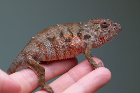 Holdbacks/Individuals: Ambilobe offspring from "Roborobo-ony" (AKA Flaming River) x "Mandiso-ranoray" (Miss Universe) - Hatched: July 2025 - Female #3