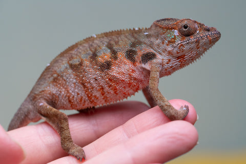 Holdbacks/Individuals: Ambilobe offspring from "Roborobo-ony" (AKA Flaming River) x "Mandiso-ranoray" (Miss Universe) - Hatched: July 2025 - Female #3