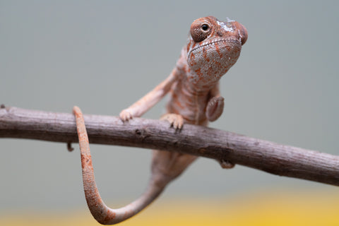 Holdbacks/Individuals: Ambilobe offspring from "Roborobo-ony" (AKA Flaming River) x "Mandiso-ranoray" (Miss Universe) - Hatched: July 2025 - Female #3