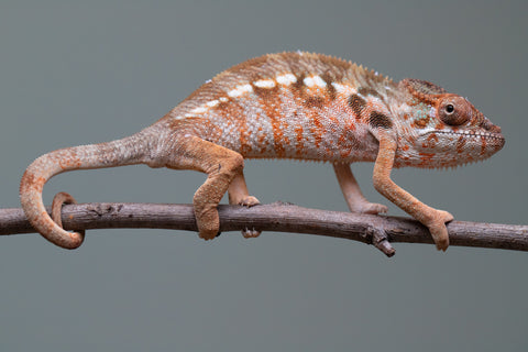 Holdbacks/Individuals: Ambilobe offspring from "Roborobo-ony" (AKA Flaming River) x "Mandiso-ranoray" (Miss Universe) - Hatched: July 2025 - Female #3