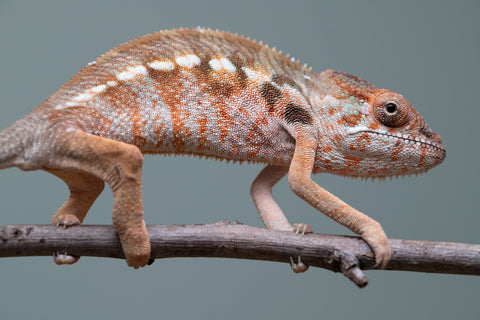 Holdbacks/Individuals: Ambilobe offspring from "Roborobo-ony" (AKA Flaming River) x "Mandiso-ranoray" (Miss Universe) - Hatched: July 2025 - Female #3