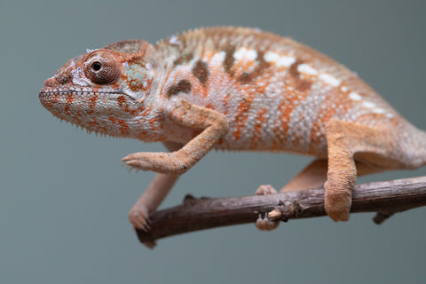 Holdbacks/Individuals: Ambilobe offspring from "Roborobo-ony" (AKA Flaming River) x "Mandiso-ranoray" (Miss Universe) - Hatched: July 2025 - Female #3